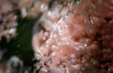 1617091674913955.gif 跳跳糖动图-100 .gif
